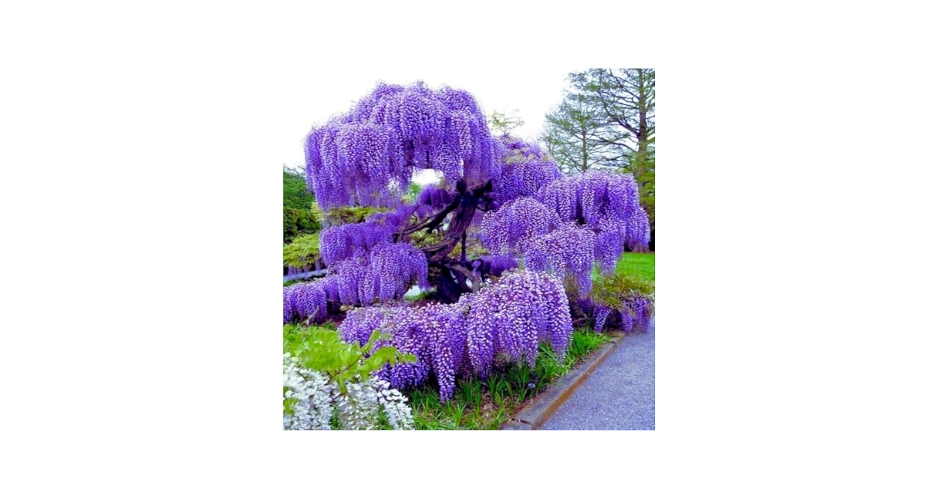 【あうん】Chocolate x Wisteria Amazon.com: Royal Purple Wisteria Vine 1 - Year Graft